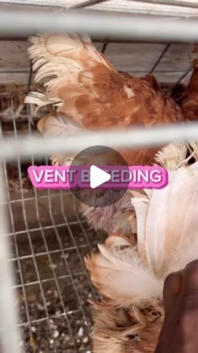 NderaFoods on Instagram: “It’s all about vent bleeding today. K…