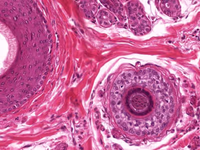 Histología y Correlación Fisiológica Aplicada