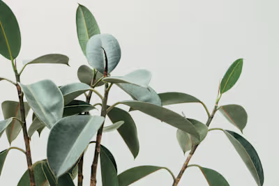 Therapy and Psychiatry Blog Writing for Rula