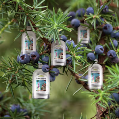 Social Media Marketing for 
Trouvaille Gin
