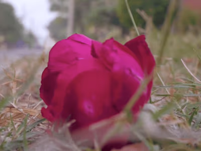 Phool (Short film)