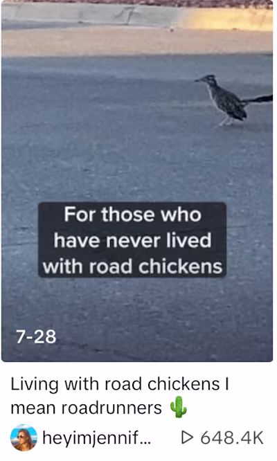 Bug & Bird Drama Tok