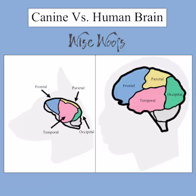 Canine Vs. Human Brain Infographic