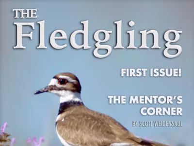 Magazine Layout for American Birding Association