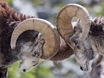 10 Legendary Sheep Hunting Books to Inspire You