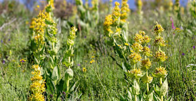 The Magic of Herbal Bitters Blog