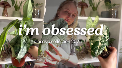 Youtube Video Edit & Thumbnail