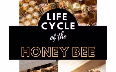 Beekeeping Blogs