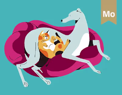 Trusted House sitters: How It Works