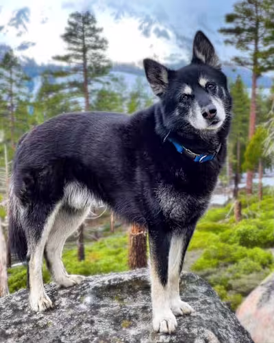 Understanding Food Energetics for Dogs