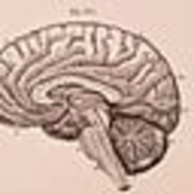 The Brain of AI vs. Human: Intelligence Insights