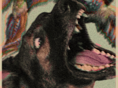 Birdland Album Cover and Spotify Loops