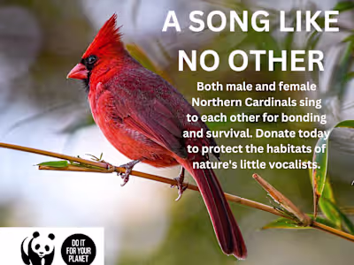 Word Tonic Briefs: WWF Donation Headlines