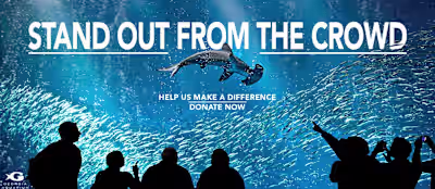 Georgia Aquarium Marketing 