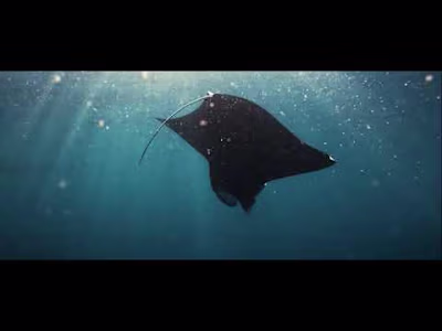 Video presentation 2