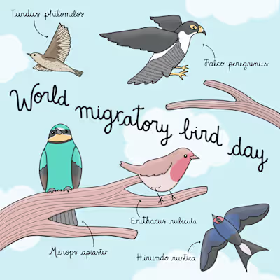 World migratory day - Social media illu for UNDP