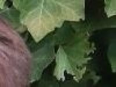 Let's figure out how to optimize your taxes.