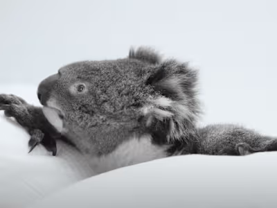 Genero - Koala Case Study