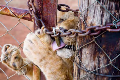 Ending Lion Breeding in South Africa