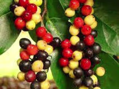 Bignay (Antidesma bunius) Plant Extract Tablet as a Coagulant