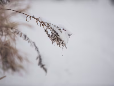 Snow