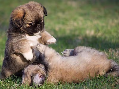 What to Know About Tibetan Spaniels