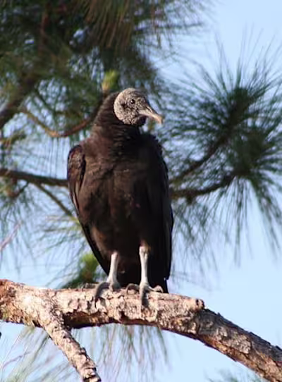 Vultures in North Carolina: Types and How to Identify Each
