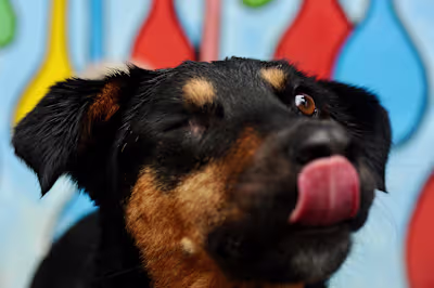 Rainy Day Dog Portraits