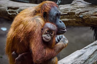 10 of the World’s Most Endangered Animals in 2024