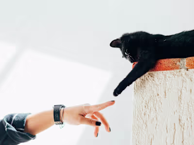 E-commerce Website for Pet Supplies