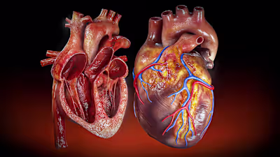 3D Heart Model