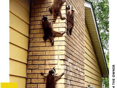 Web Copy for Elite Wildlife 