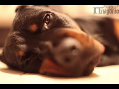 Caged [Dog Fighting Documentary]