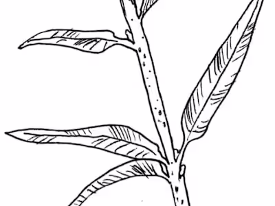 Traditional pen & ink illustrations.