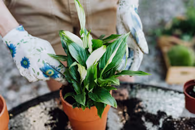 My Journey with Plants 🪴