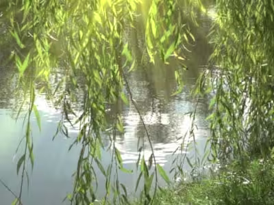 Everything you Need to Know About Weeping Willow Trees