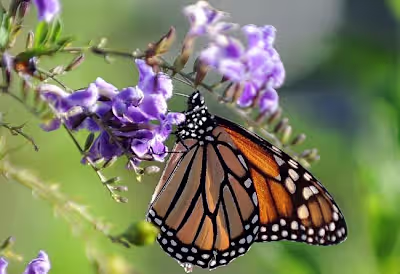 Adult monarch butterflies show high tolerance to insecticides