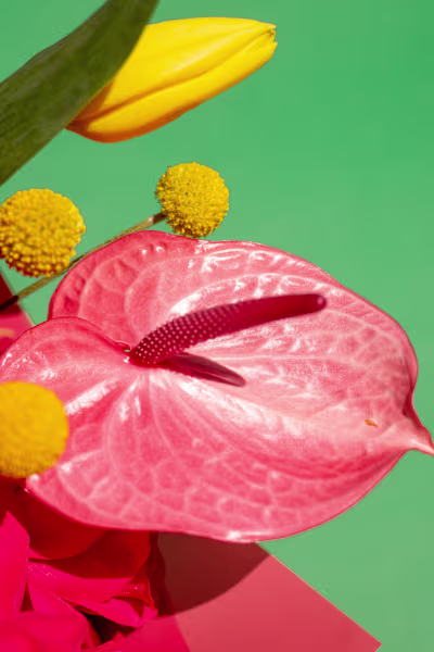 Bouquet.mx | Product Photography