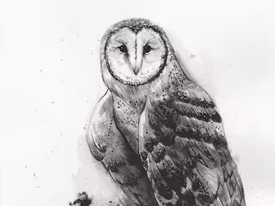 Illustration Collection