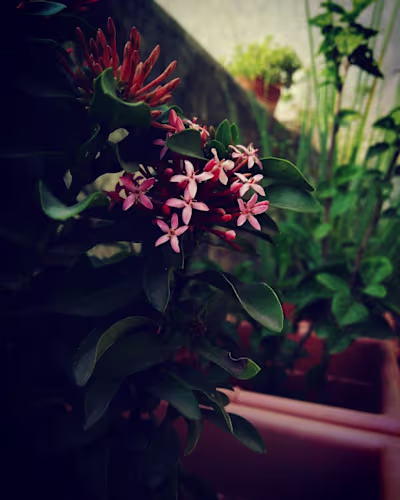 flower photography