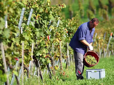 Champagne Tastings & Reims Cathedral Day Trip Paris – Booking.c…