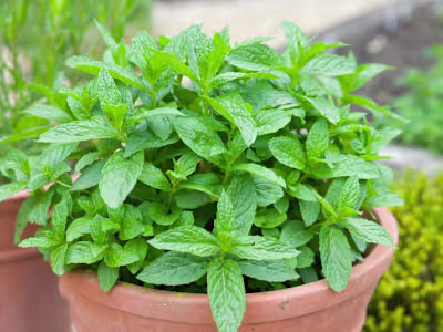 A Comprehensive Guide for Homegrown Mint