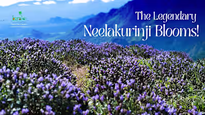 Wonder of Nature | Neelakurinji Blooms at Kallippara  | Kerala …
