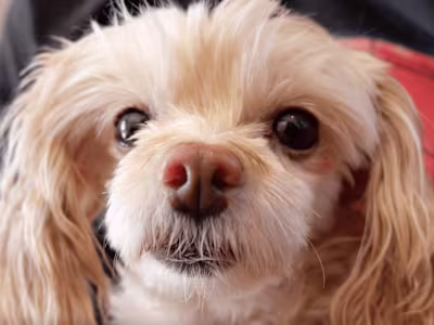 Dog Montage for Local Coffee Shop