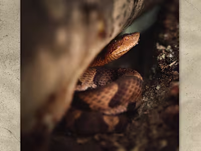 Creativity — Blot and Blood