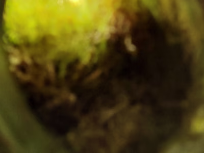 Jonathan Morris - The Rabbit Hole