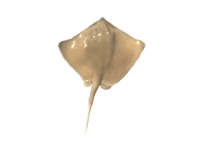 GitHub - unichols/Pelagic-Pixels