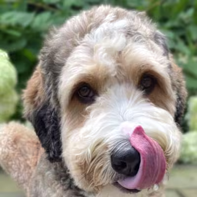 The Vet Equation on Instagram: “Meet Ziggy, a 3 year old Standa…