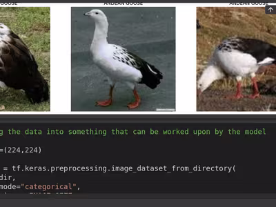 GitHub - Adstefnum/ornithist: A bird classifier model API serve…