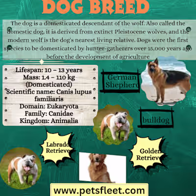 infographics design